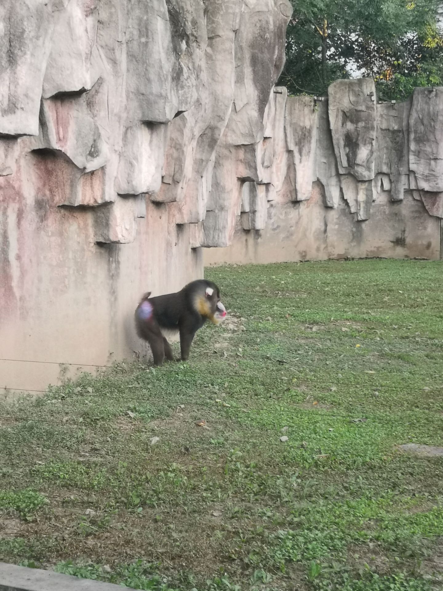 寻找与发现之旅@上海野生动物园 - 上海游记攻略【携程攻略】