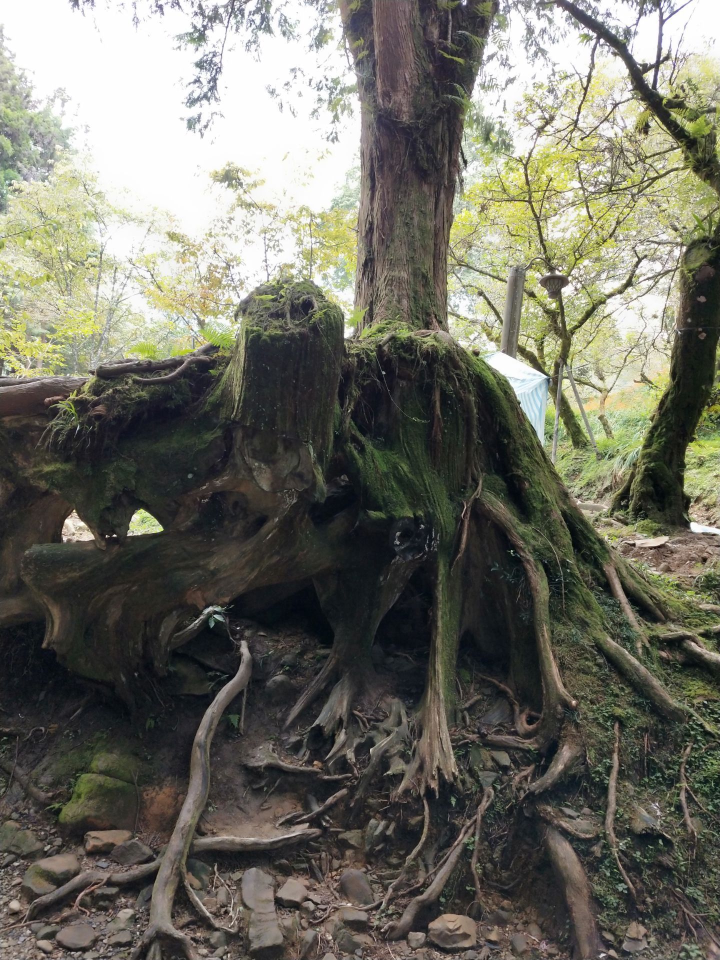 阿里山神木遗迹