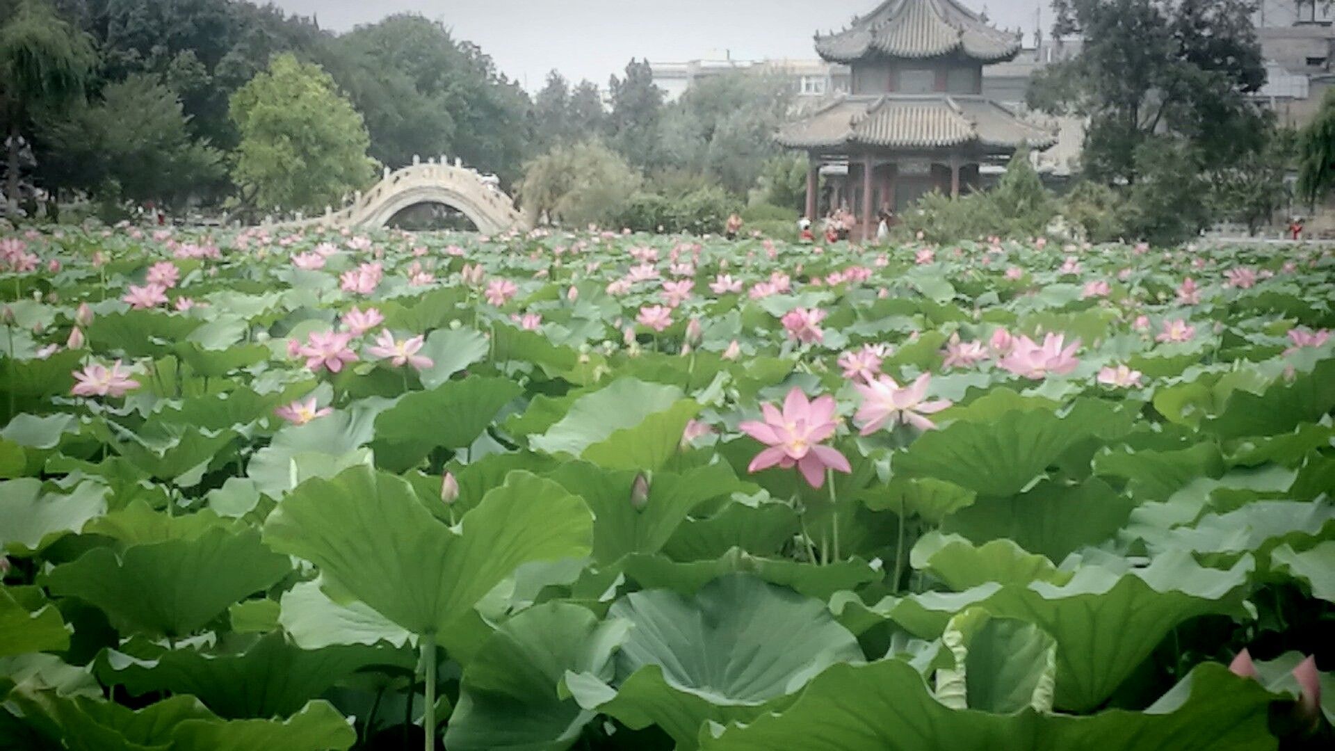 古莲花池，中国最美的十大园林之一，保定最美古典园林_景区_历史_清代