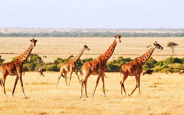 【Hi Trip】看这一篇就够了！行摄东非之肯尼亚+坦桑尼亚，动物大迁徙最全攻略