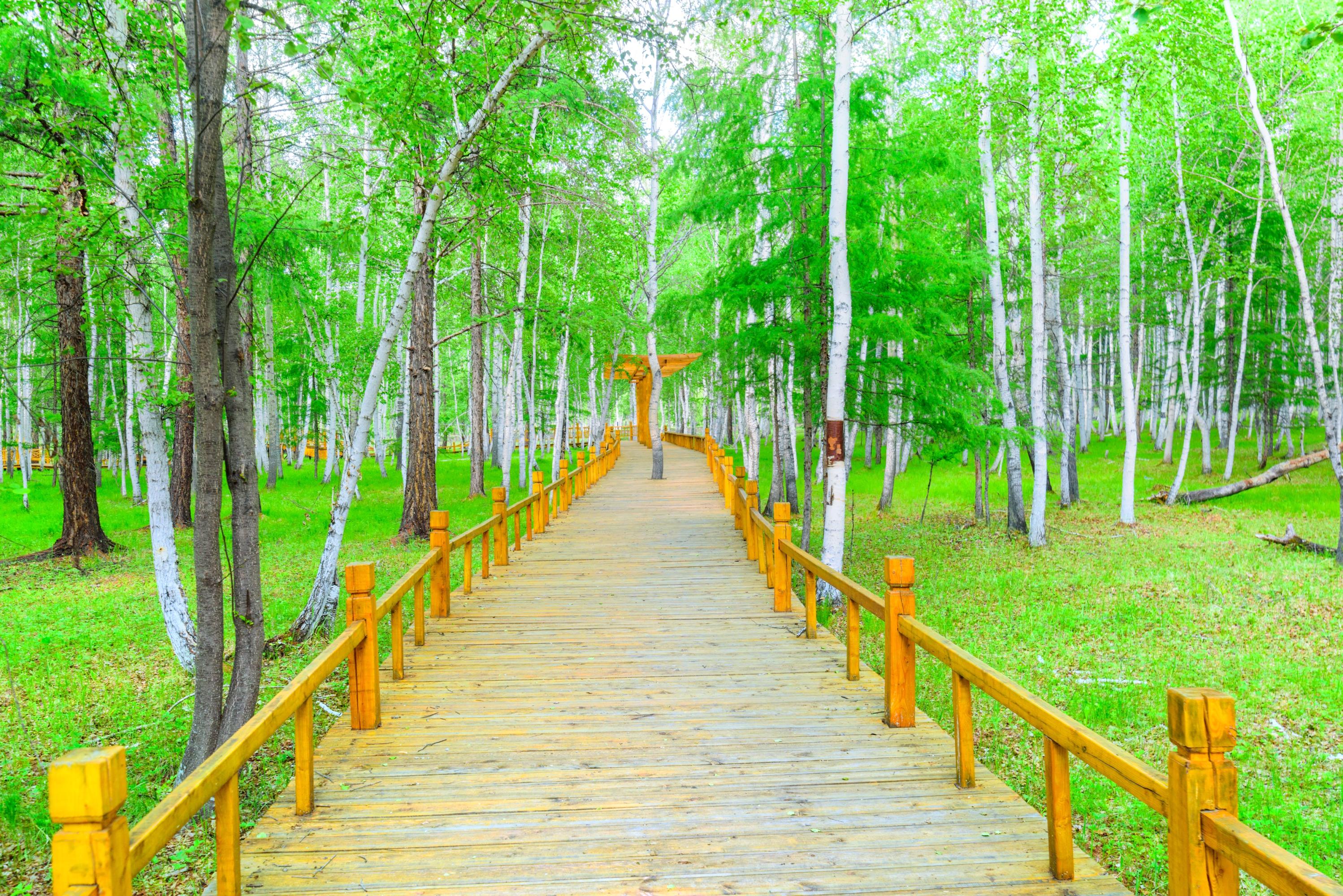 额尔古纳白桦林景区攻略-白桦林景区门票价格多少钱-团购票价预定优惠