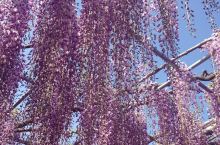 百年紫藤的魅力—紫色的梦幻世界
