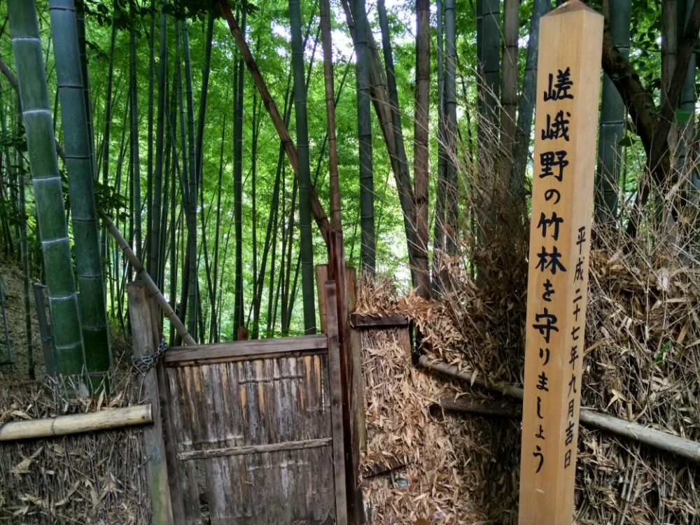 嵯峨野竹林