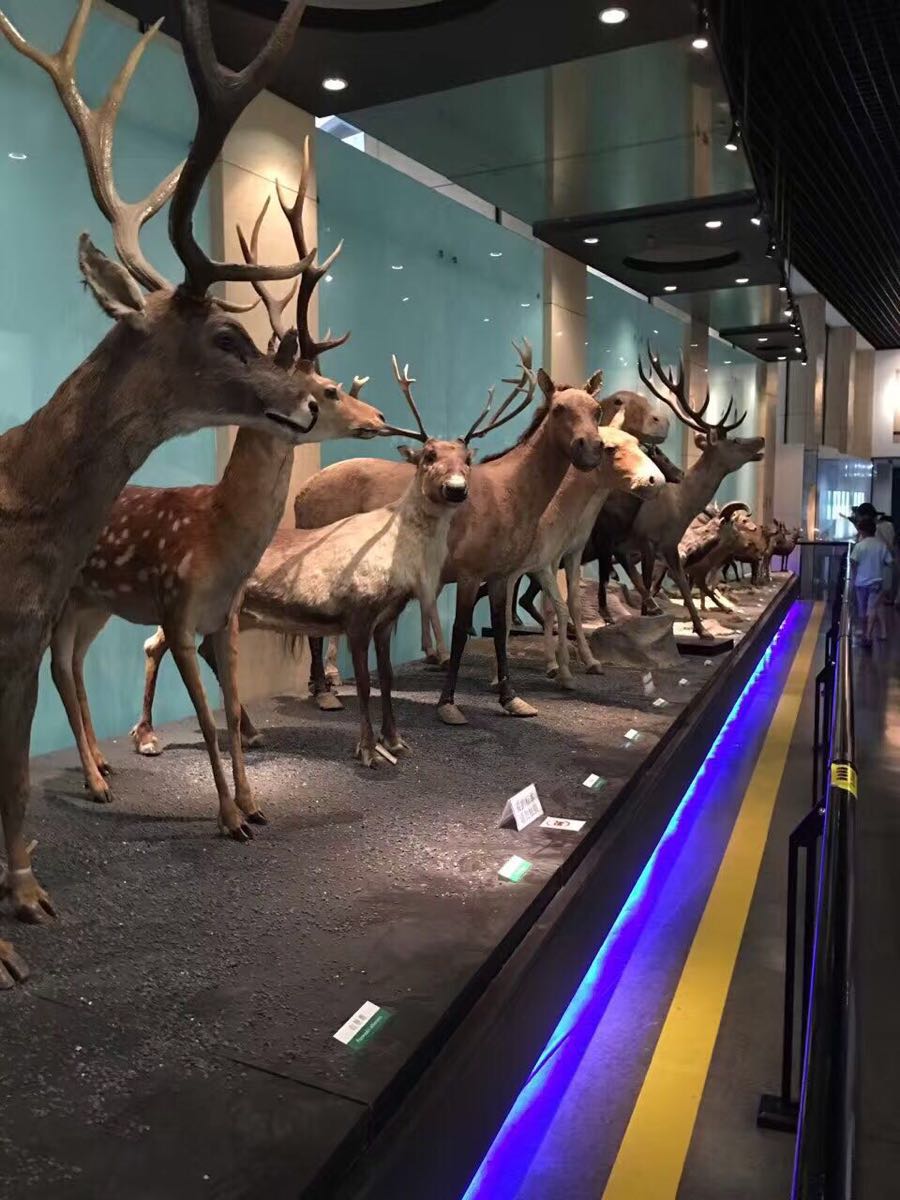 北京中國動物博物館好玩嗎,北京中國動物博物館景點怎麼樣_點評_評價