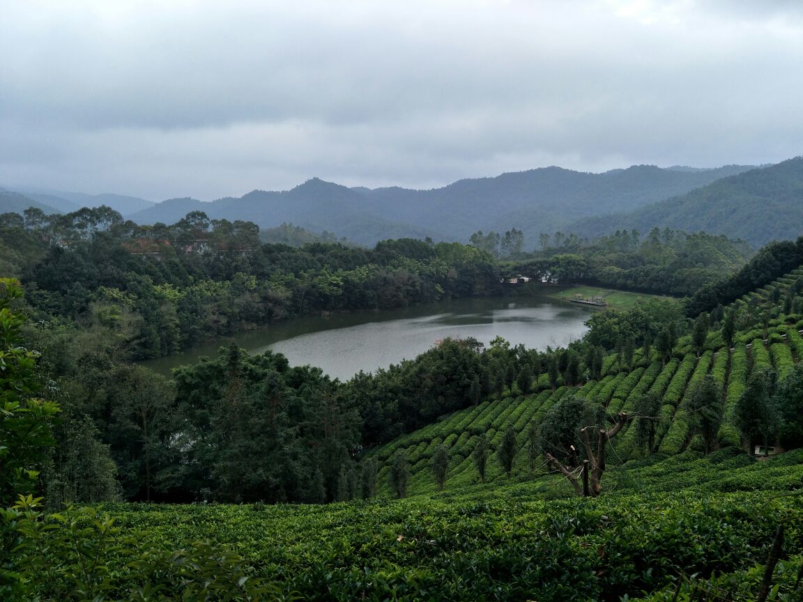 【攜程攻略】梅縣區雁南飛茶田景區景點,環境清幽,處處茶花飄香!