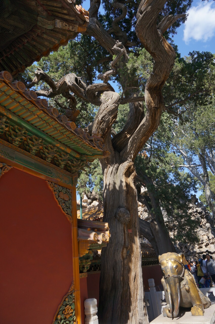【携程攻略】北京御花园景点,御花园的古树与古典建筑相伴,相得益彰