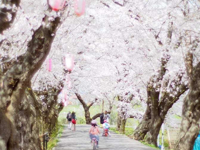春游要趁早 | 日本东北10大必去春日景点