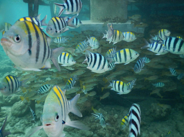 菲到宿务资生堂岛+娜鲁苏安岛体验浮潜的一