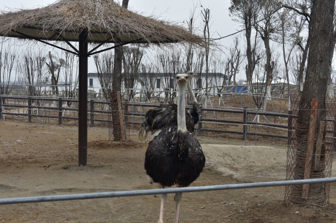 宿州宿州野生動物園好玩嗎,宿州宿州野生動物園景點怎麼樣_點評_評價