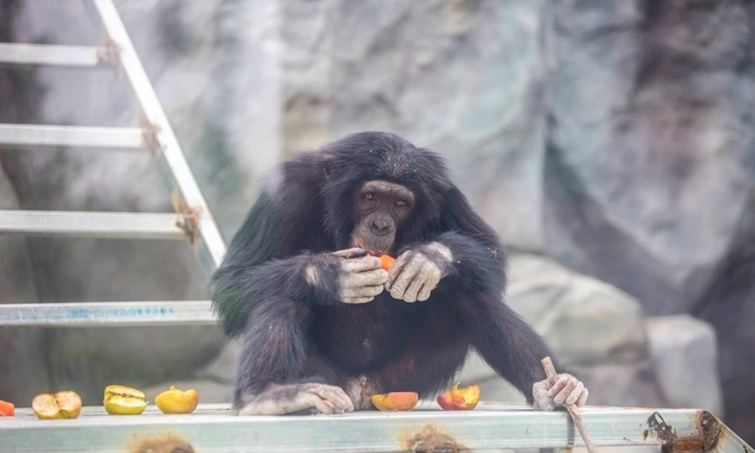 濮陽1日遊:在濮陽市博物館探索歷史,邂逅野生動物