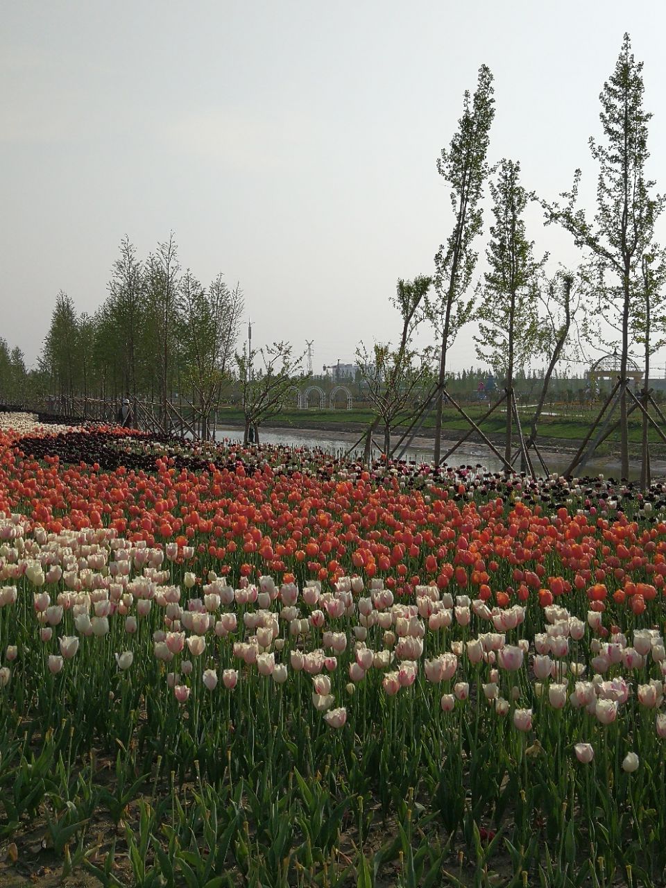 【攜程攻略】南通鮮花小鎮景點,一人工景點,去的時候花都謝了,沒什麼