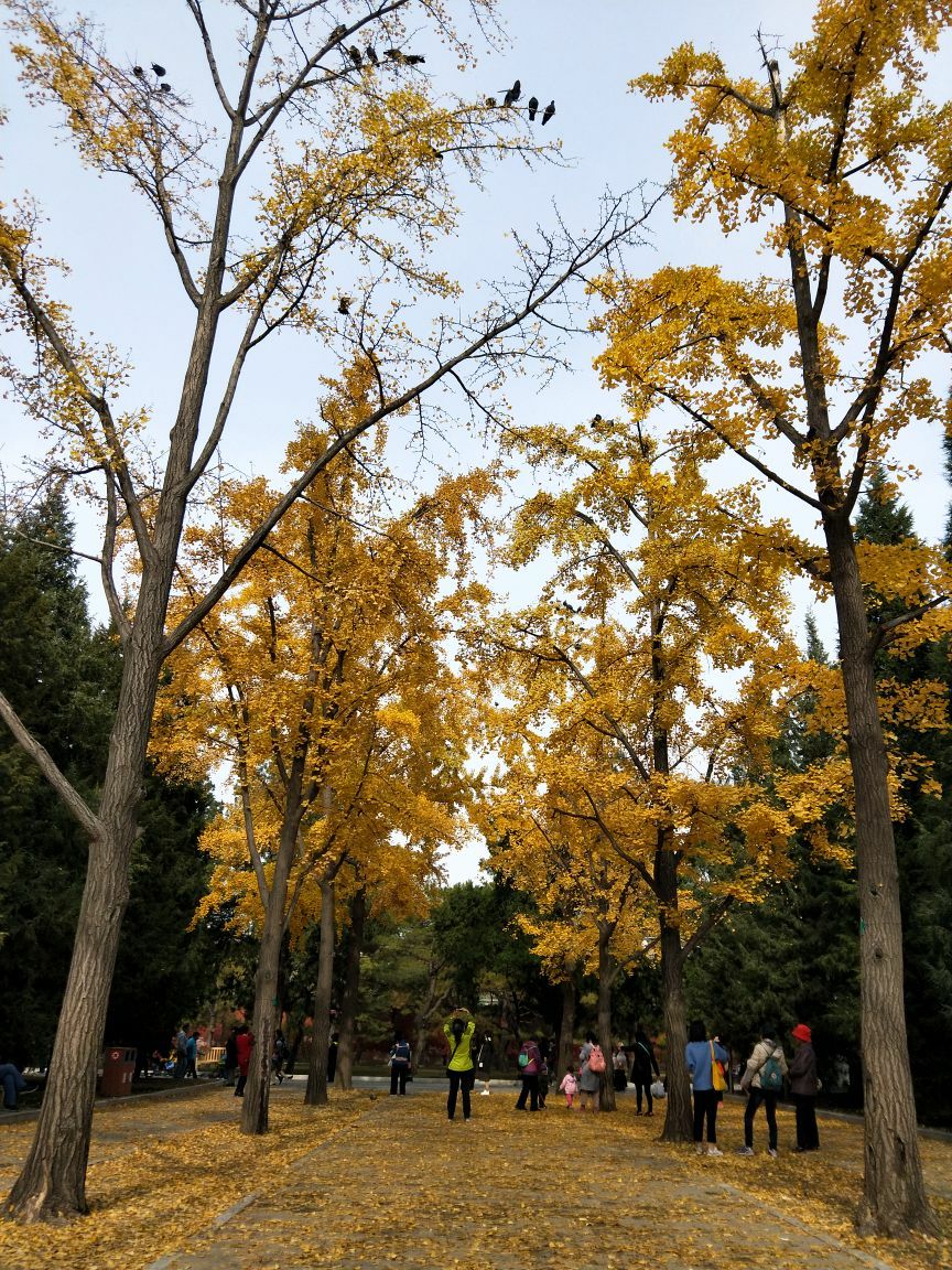 地壇公園銀杏大道