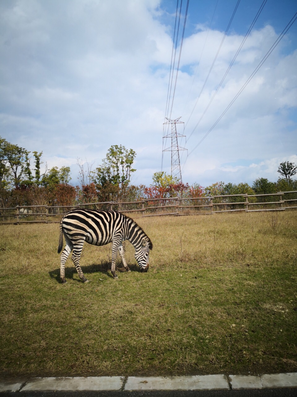 2019南通森林野生動物園遊玩攻略,帶孩子一起去的,先開車去的.