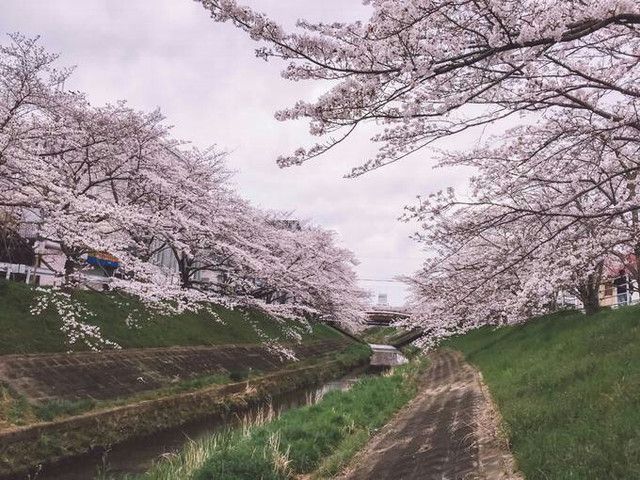 佐保川是奈良市内屈指可数的赏樱胜地 携程氢气球