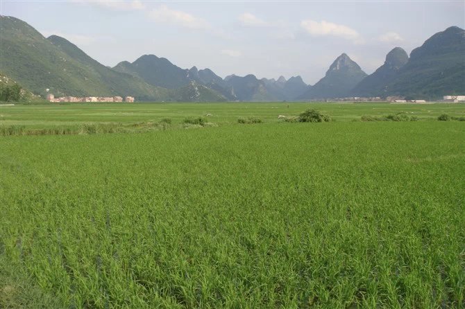 来宾罗利屯湿地攻略,来宾罗利屯湿地门票/游玩攻略/地址/图片/门票