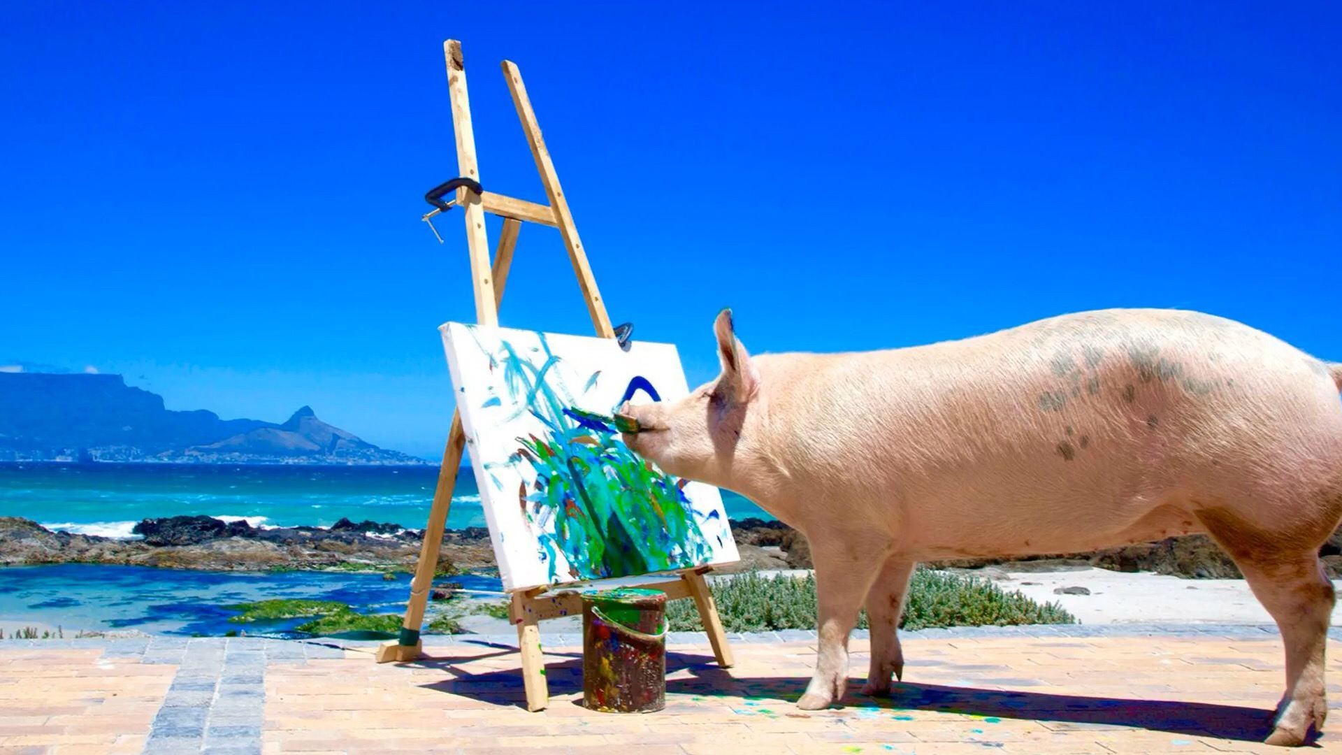 这是小猪加索!一只会画画的艺术猪,其作品最高卖到4000美金