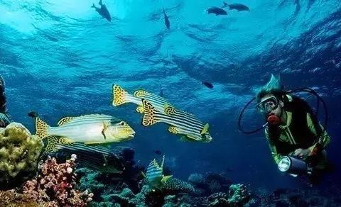 2019黑岛潜水体验门票,芽庄黑岛潜水体验游玩攻略,黑岛潜水体验游览攻略路线\/地址\/门票价格-【去哪儿攻略】