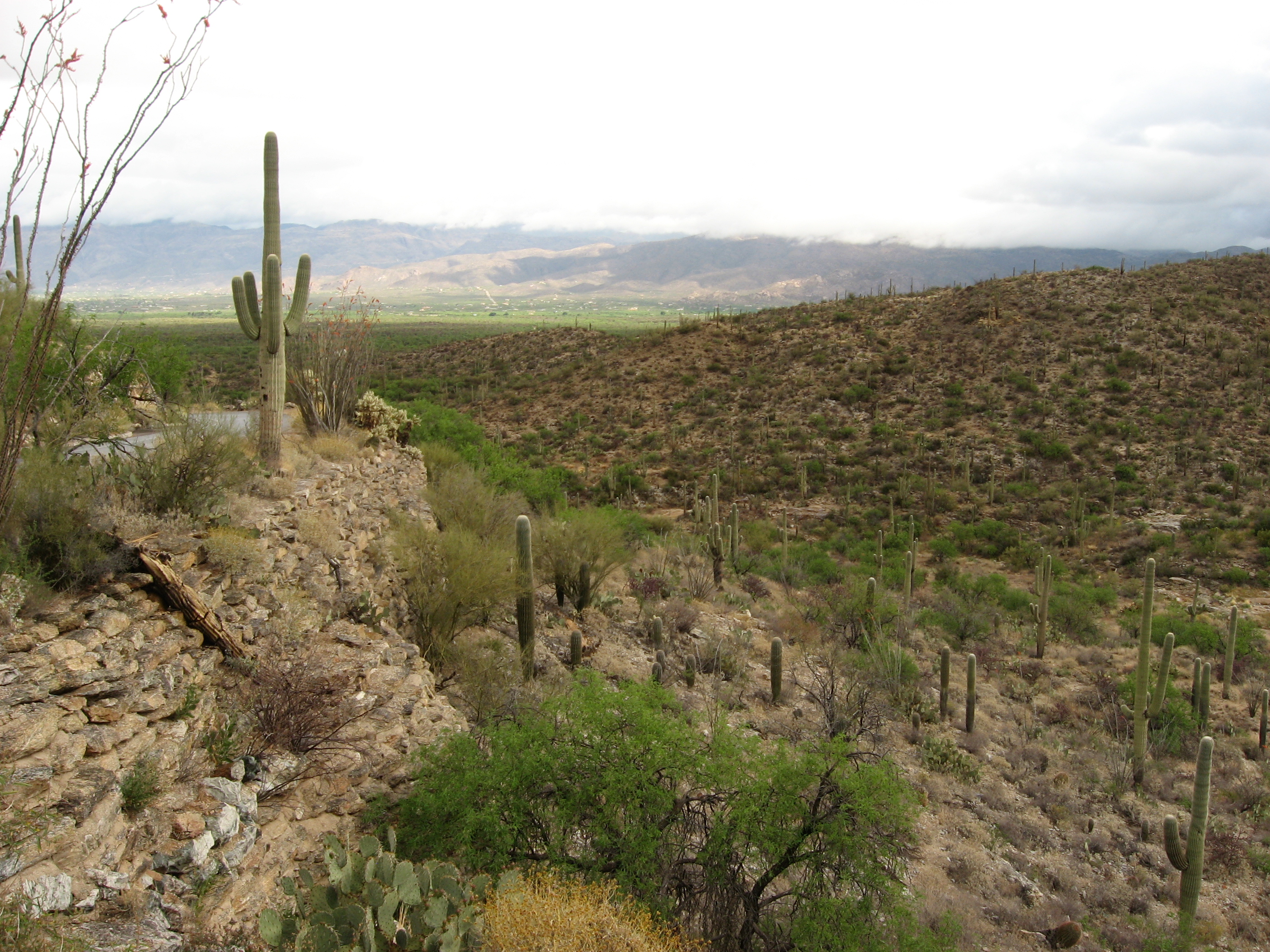 executive rentals limited