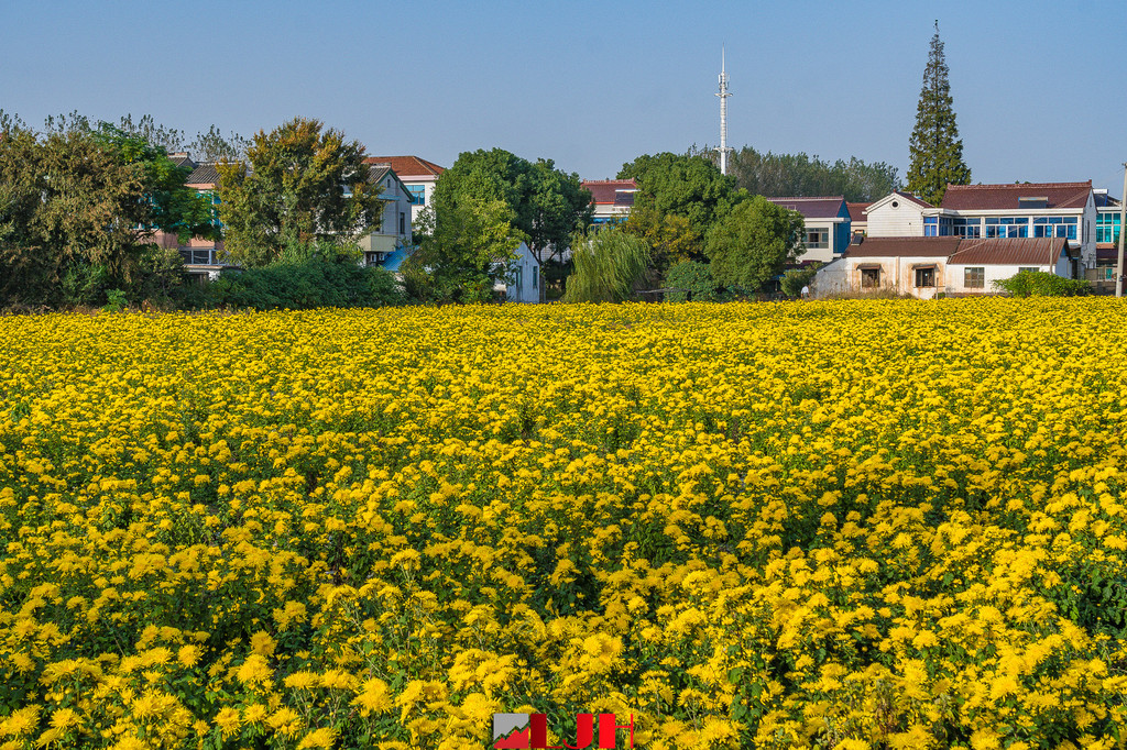 无锡山联村,金黄色的菊花覆盖了原野,快去赏菊