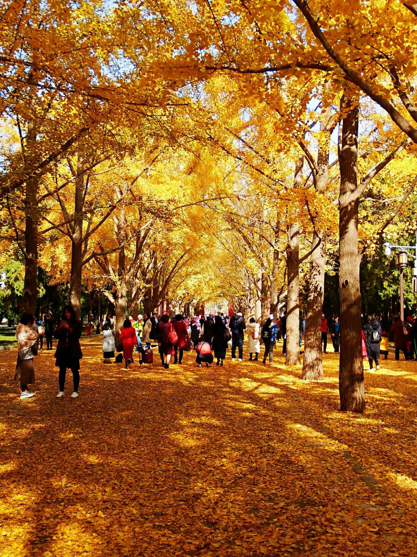 金黄色彩叶欣赏：蓝天下的银杏树，北京地坛公园01