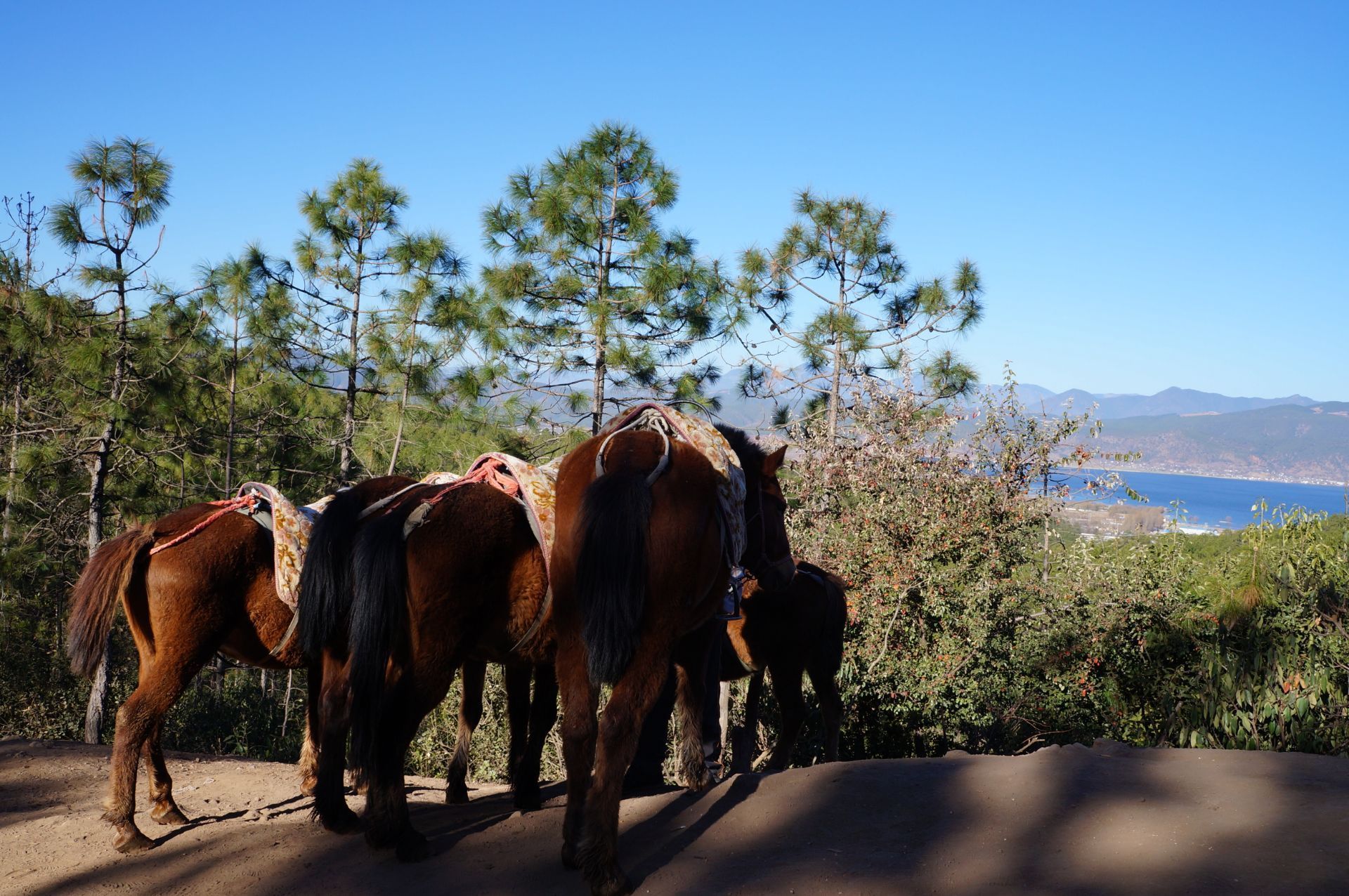 2021拉市海安中马场玩乐攻略,马都很温纯,而且很平稳,骑.