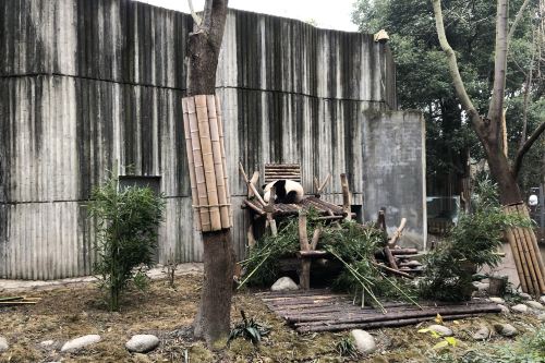 大熊猫月亮产房