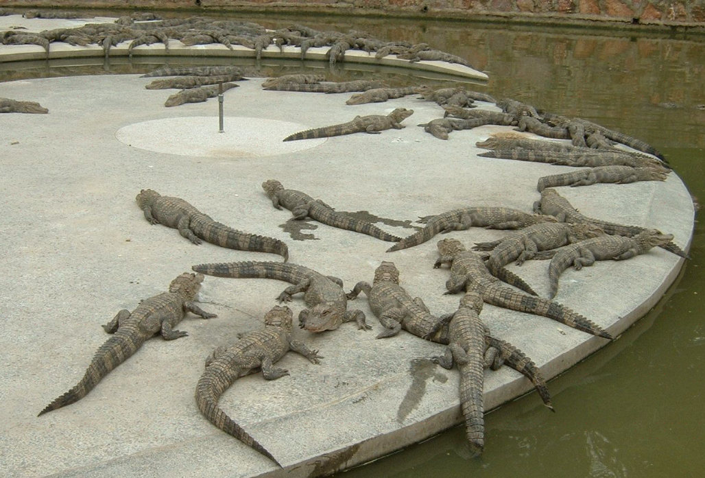 南泰鳄鱼湖动物园