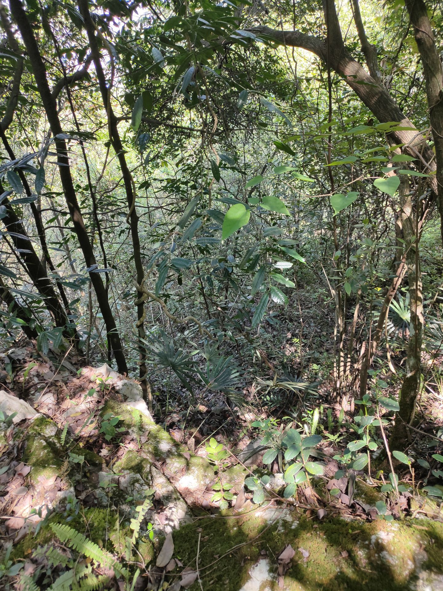 靖西靖西三牙山好玩吗,靖西靖西三牙山景点怎么样_点评_评价【携程