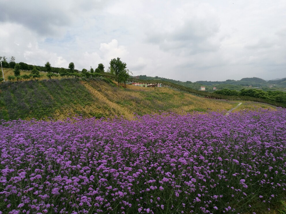 桐梓黔北花海好玩嗎,桐梓黔北花海景點怎麼樣_點評_評價【攜程攻略】