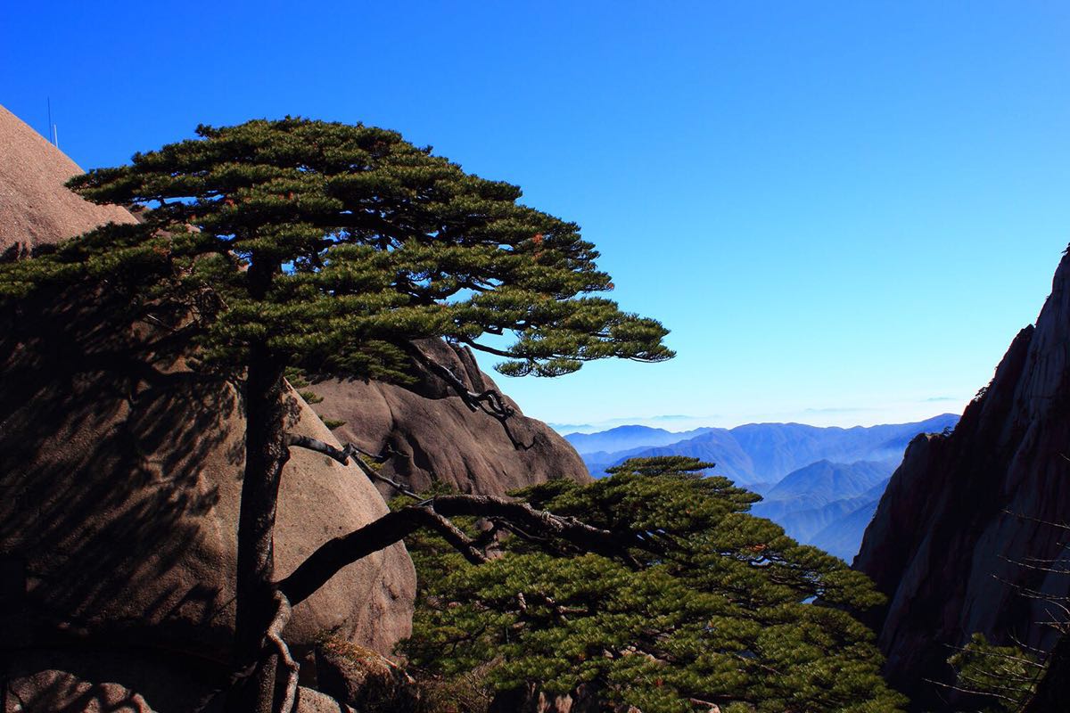 【攜程攻略】黃山風景區迎客松景點,迎客松是黃山的代表,它好像一位好