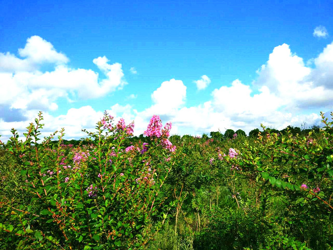 崇明岛农家乐步屧遭遇美丽花海,通透天空之夏