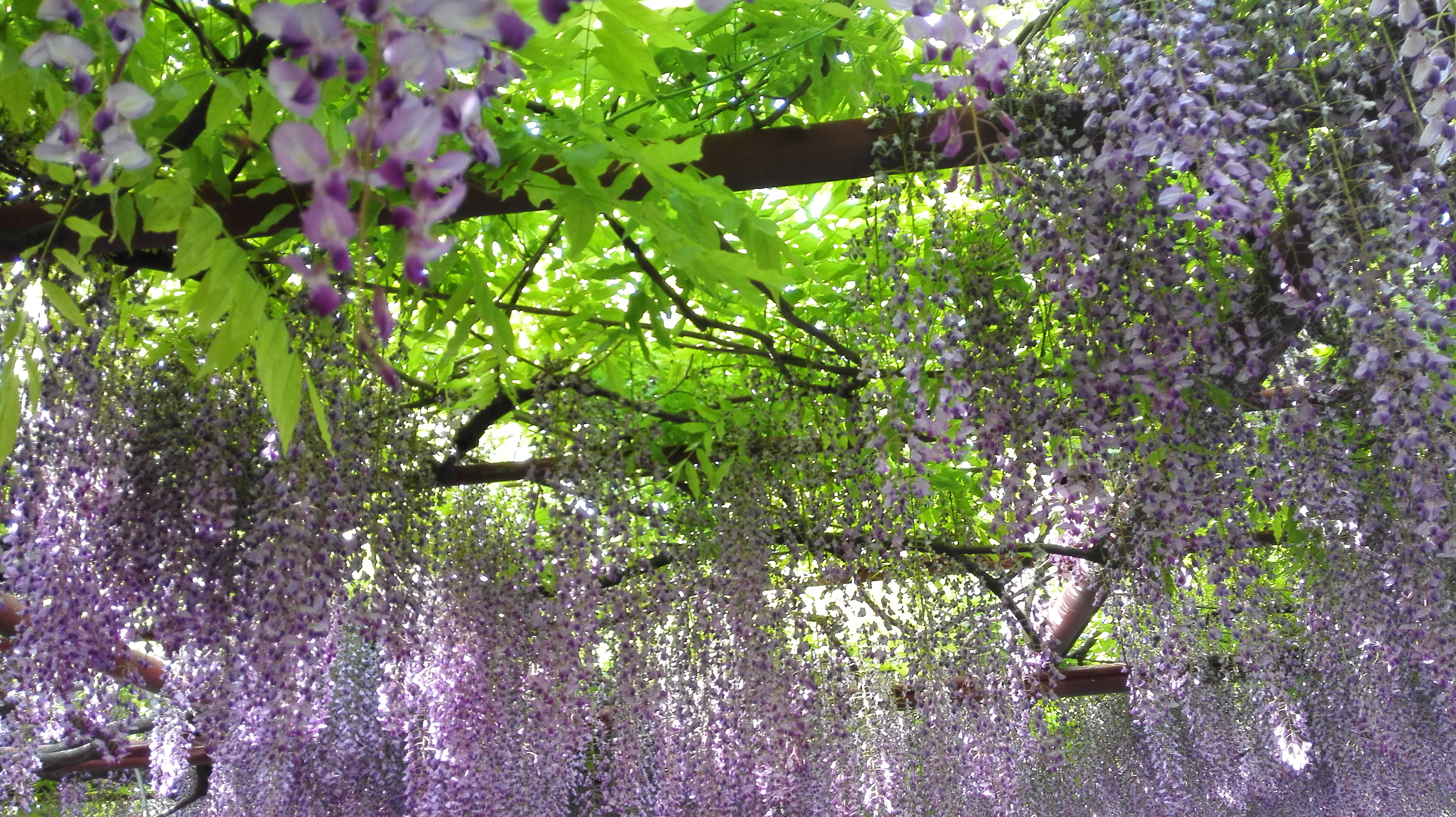 大厂英国宫五期紫藤园图片