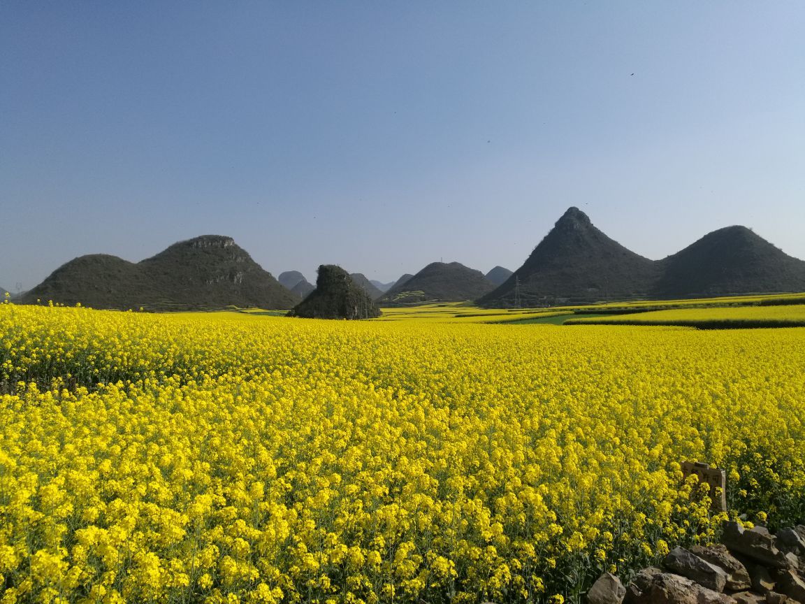 罗平旅游景点推荐 去哪儿攻略社区