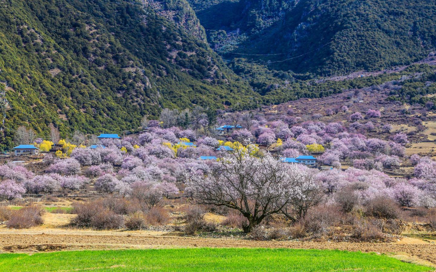 2019嘎拉桃花村_旅游攻略_门票_地址_游记点评,林芝