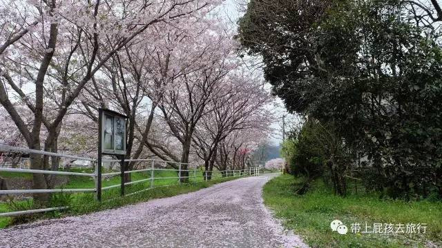 赛琳娜邮轮亲子游:2000块坐着邮轮去日本赏樱