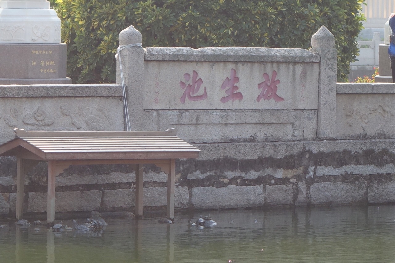 松江放生池图片