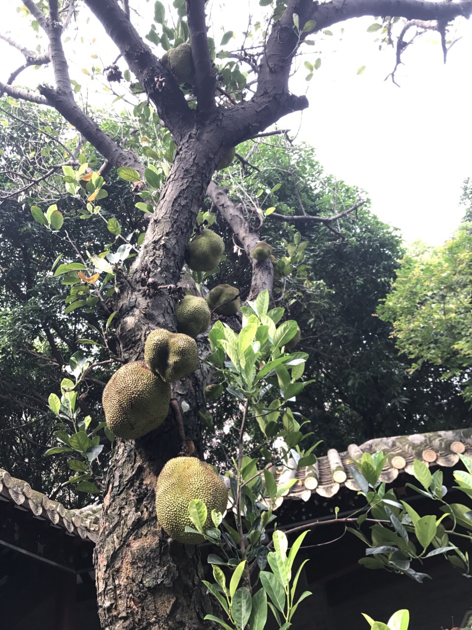 趕巧今天是春暉園免門票,我們是下午4點左右進園的.