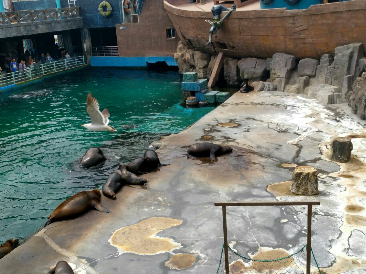 聊城阳谷苏海动物园图片
