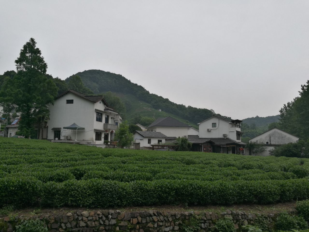 龙井村