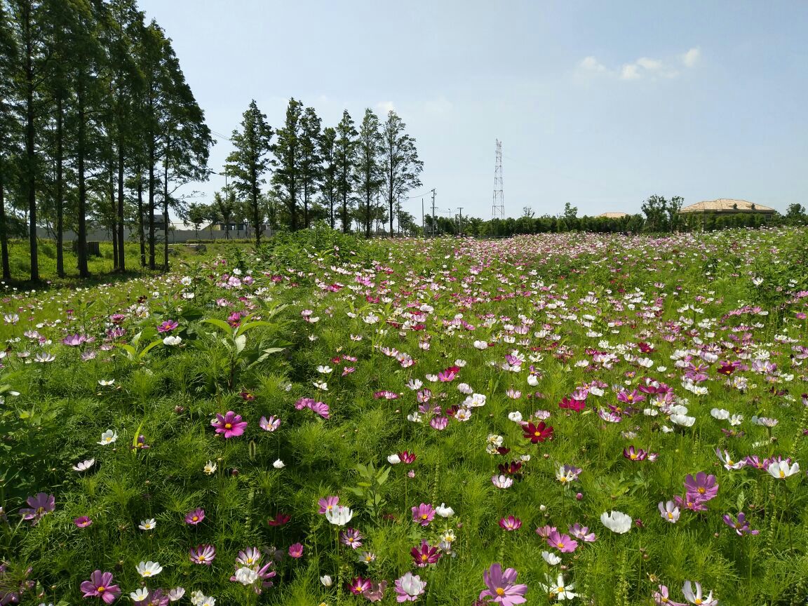 长兴岛横沙岛湿地图片