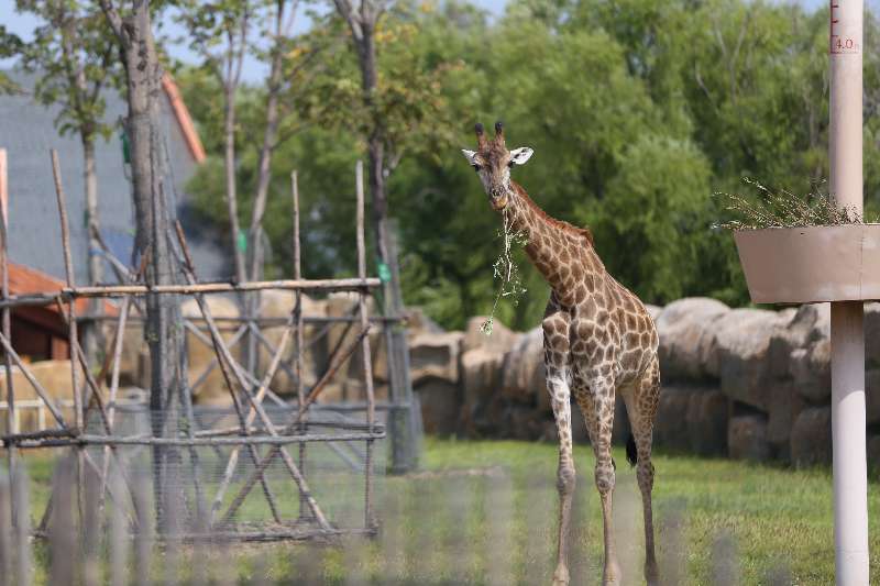 【攜程攻略】齊齊哈爾龍沙動植物園好玩嗎,齊齊哈爾龍沙動植物園景點