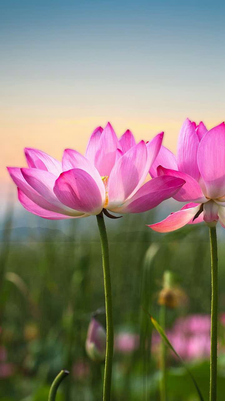 吉拉多意式手工冰淇淋(大运城店)