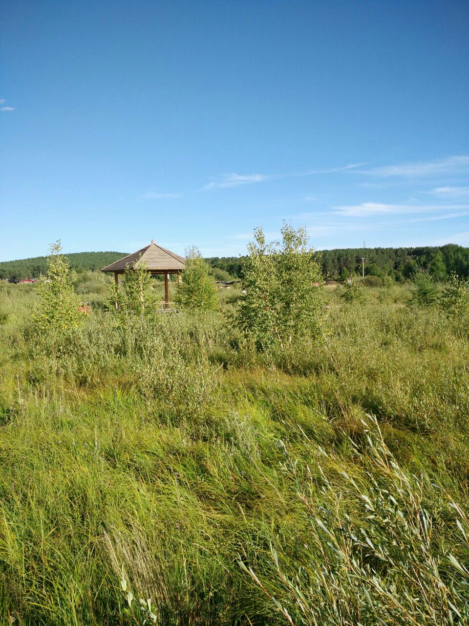 【携程攻略】塞罕坝金莲映日景点,塞罕坝独特的地理环境为金莲花提供