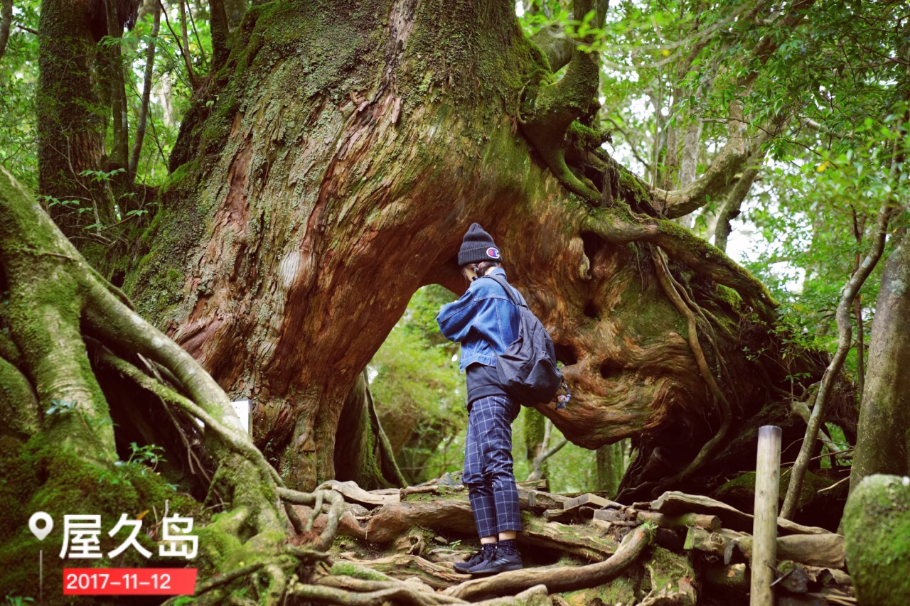 走进宫崎骏的屋久岛森林|摄影|风光|达博拉夫 - 原创作品 - 站酷 (ZCOOL)