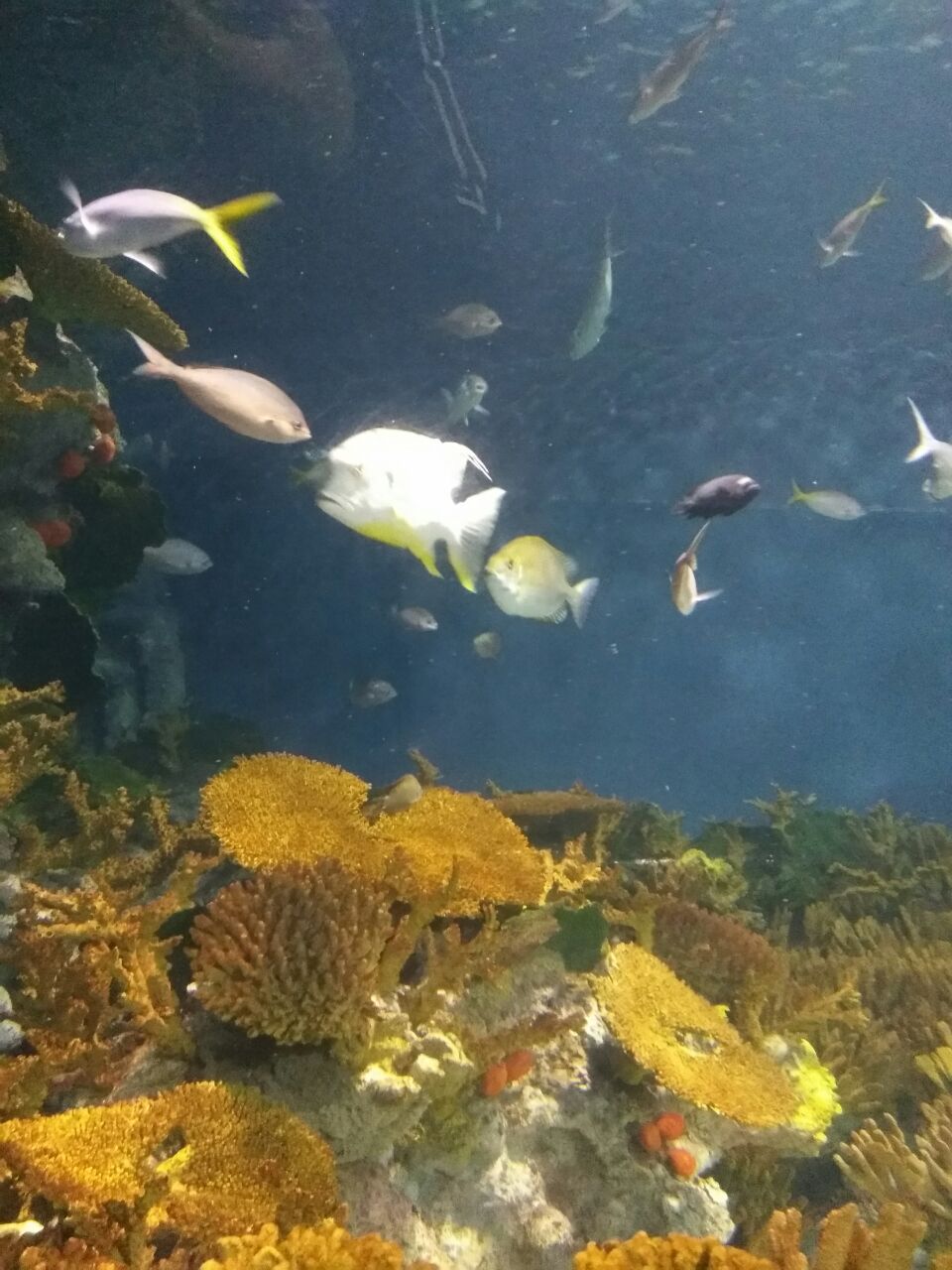 上海海洋水族館