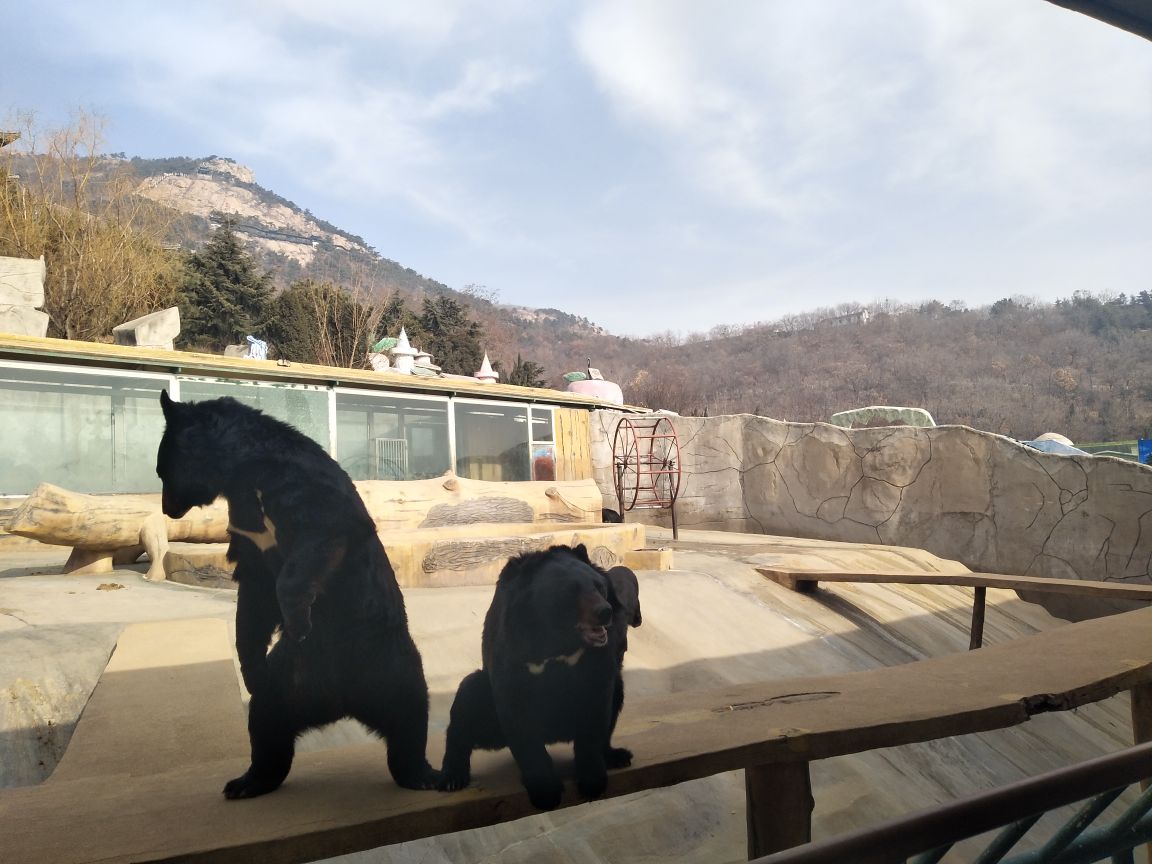 2021东方熊牧场游玩攻略,熊很多,孩子很开心可以喂熊【去哪儿攻略】