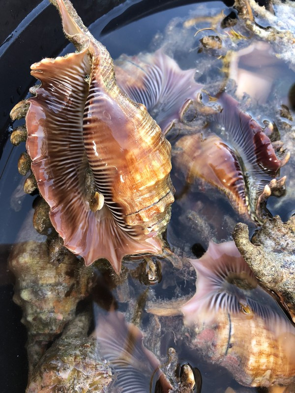 一英语文盲如何一人报团菲律宾外加独自一人一