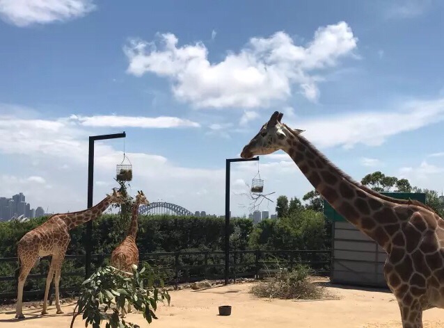 塔龙加动物园taronga zoo