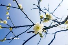 春风又抚芙蓉面，不在梅边在柳边——早春三月超山赏梅