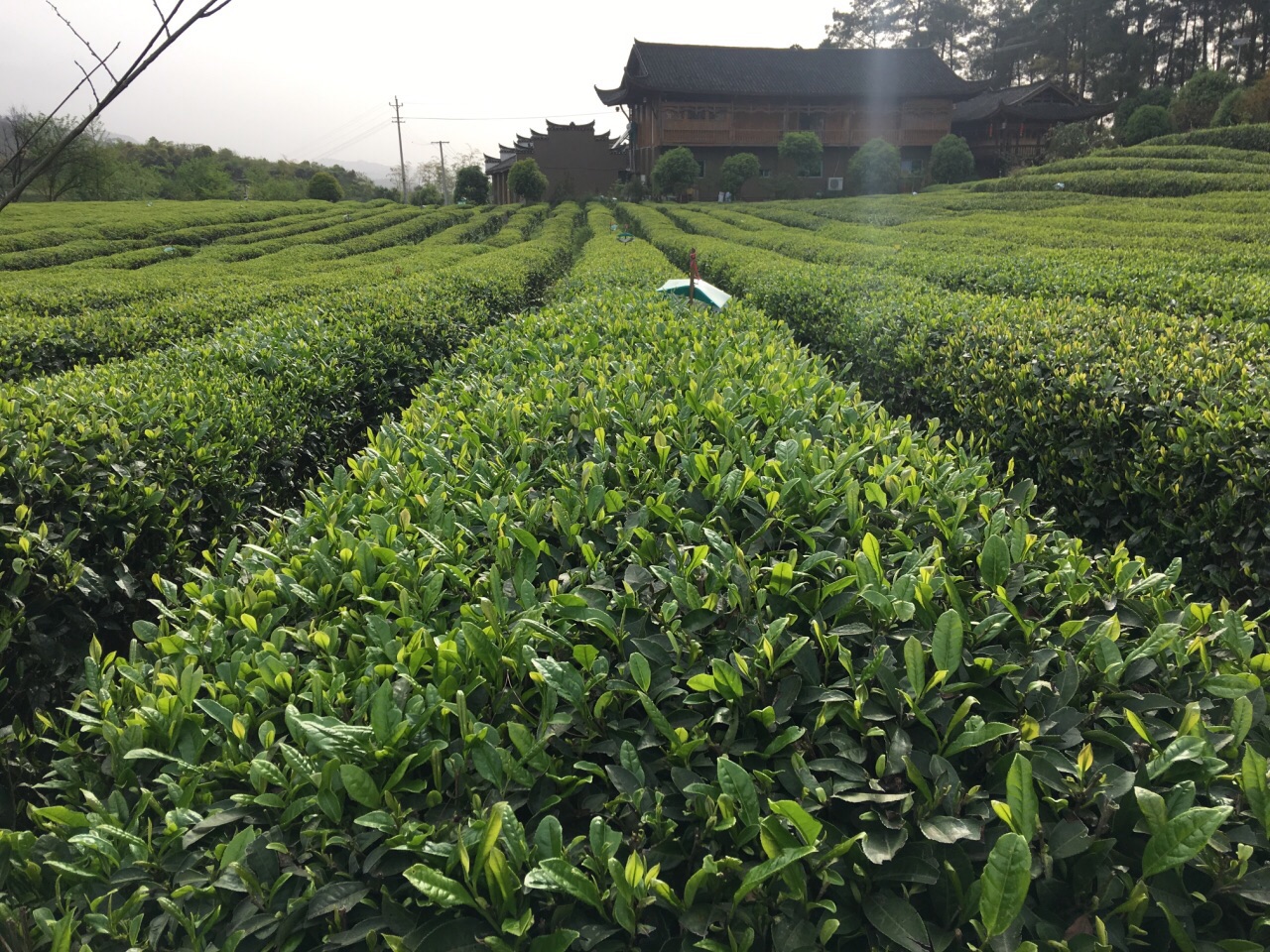 青竹山茶园图片